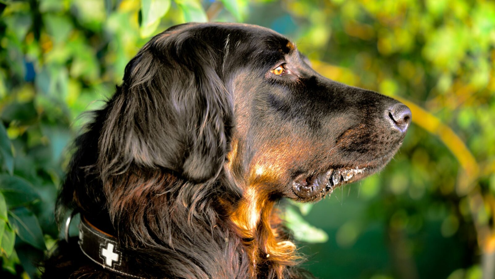 Bien loger son chien, c’est important