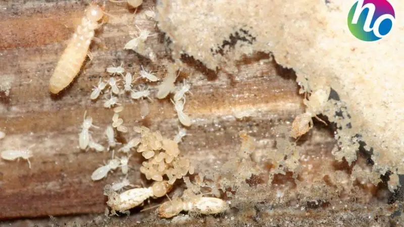 Peut-on vendre une maison avec des termites sans danger ?