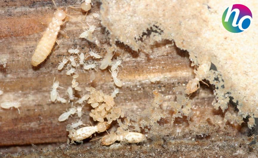 Peut-on vendre une maison avec des termites sans danger ?